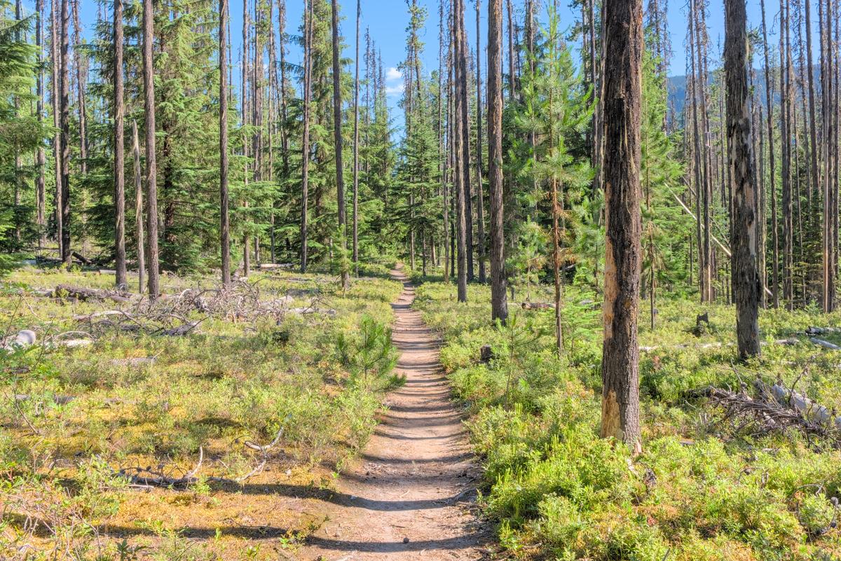 A narrow dirt trail through open pine forest and green undergrowth in Bowron Lake Provincial Park.