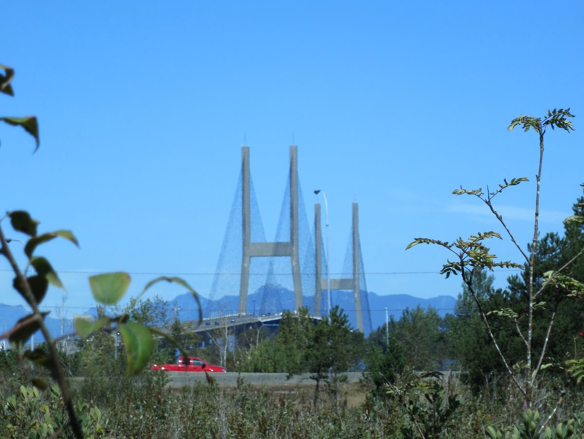 The towers of the Alex Fraser Bridge rising beyond the trees of Burns Bog.