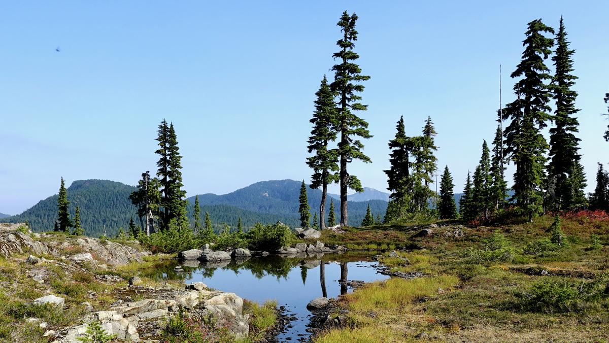 A small alpine tarn ringed by subalpine fir, with Vancouver Island's mountains beyond.