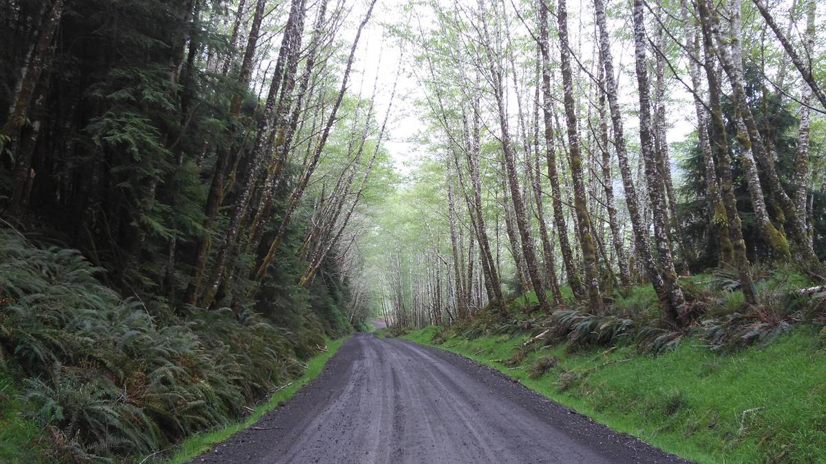 A dirt forest service road running straight through tall second-growth forest.
