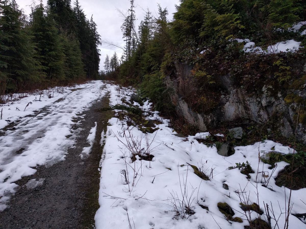 A snowy logging road climbing through dense conifer forest.