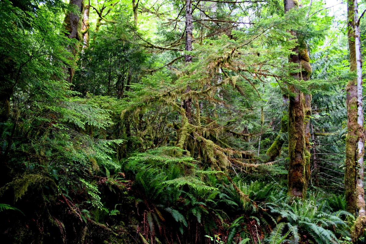 Ferns and moss under tall cedars in the inland rainforest of Wells Gray Provincial Park.
