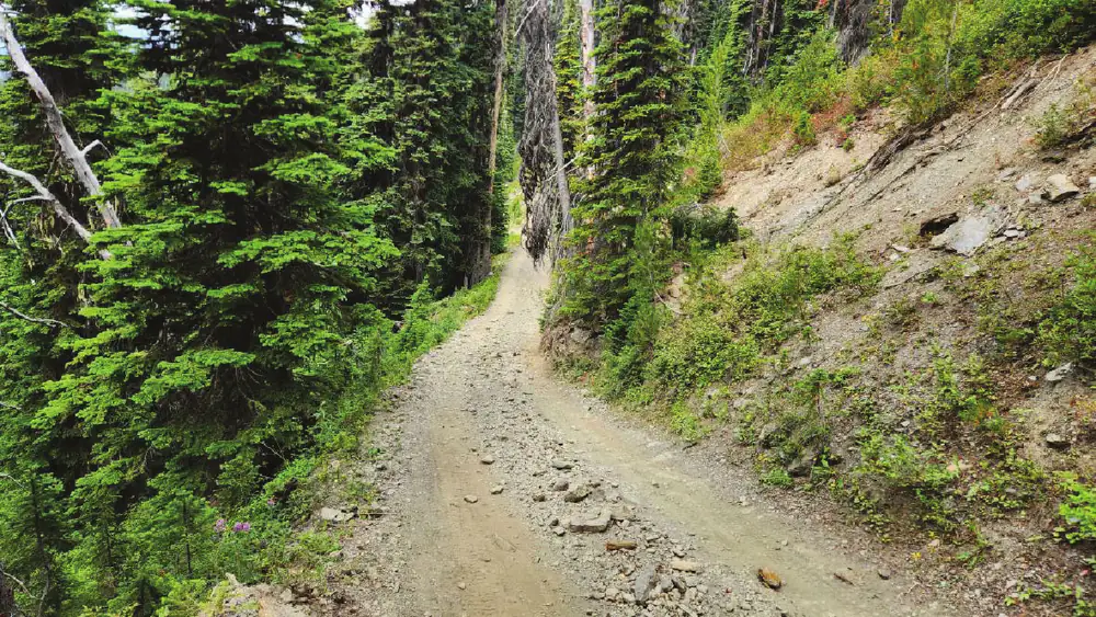 A single-lane road climbing through mature timber. A raw, ravelling cut slope rises steeply on the right and has shed loose cobble and rock across the running surface.