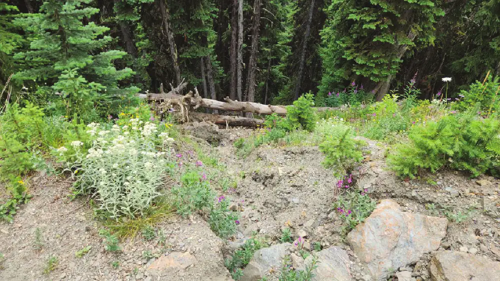 A bare, gullied face of angular gravel below a road, eroding downslope and partly colonised by fireweed, yarrow and conifer seedlings, with a large downed log lying across the top of the slope.