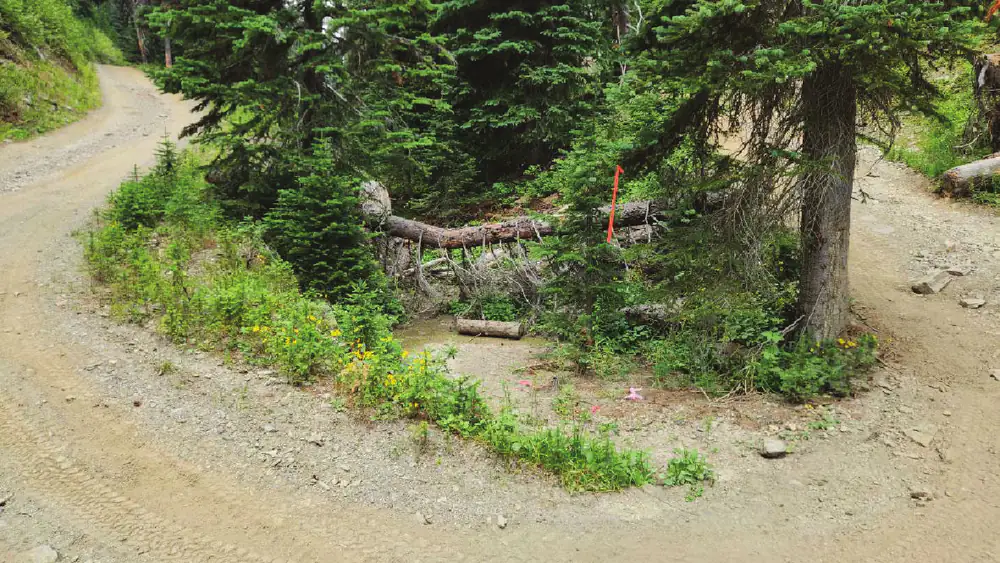 Two legs of road meeting around a standing conifer, the upper leg climbing away to the left. An orange flagging stake stands in the middle of the crossing beside a downed log and woody debris.