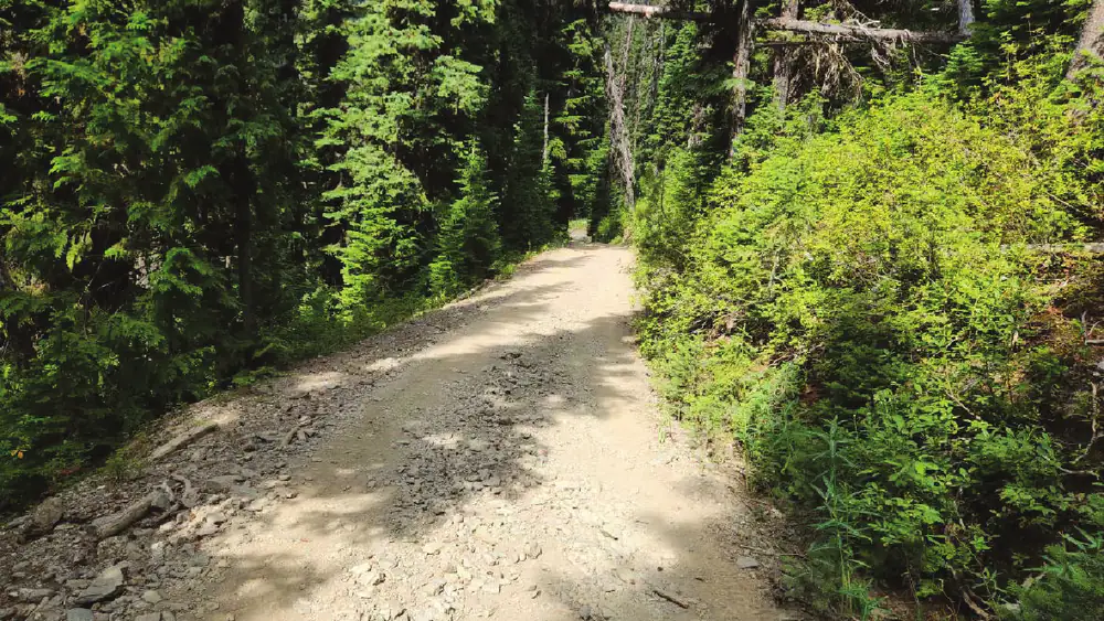 The road seen along its alignment: a firm gravel running surface with a washed-out rocky patch in the left wheel track, brush crowding the right shoulder and dead trees hung up in the canopy above.