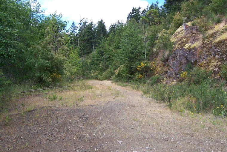 A wide gravel track, once a logging road, climbing between young conifers and a mossy rock cut.