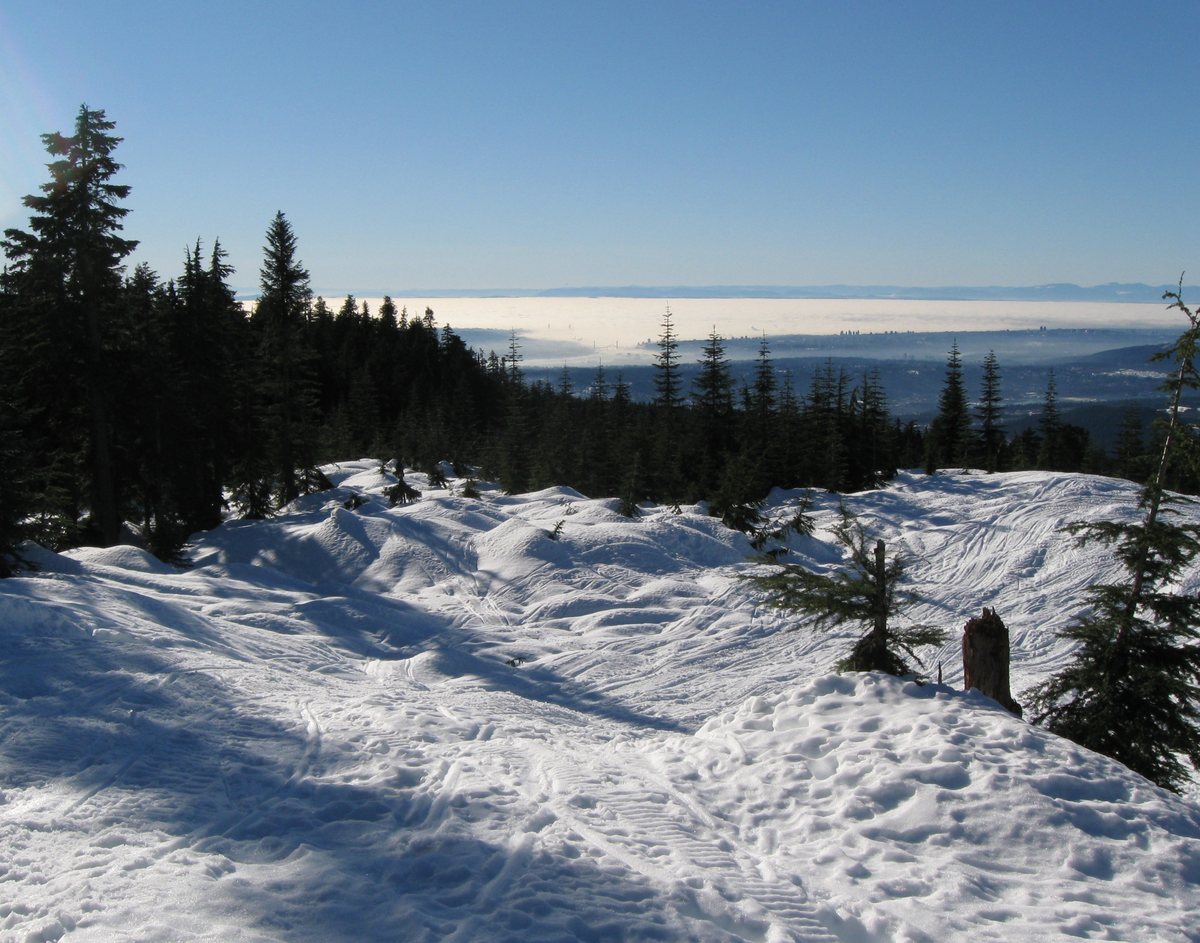 Snow and tracks on Burke Mountain, among firs, looking out over cloud lying on the lowlands.