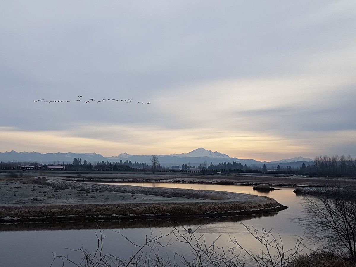 The Serpentine River curving through frosted flat fields in Surrey at dawn, with geese overhead and Mount Baker on the horizon.